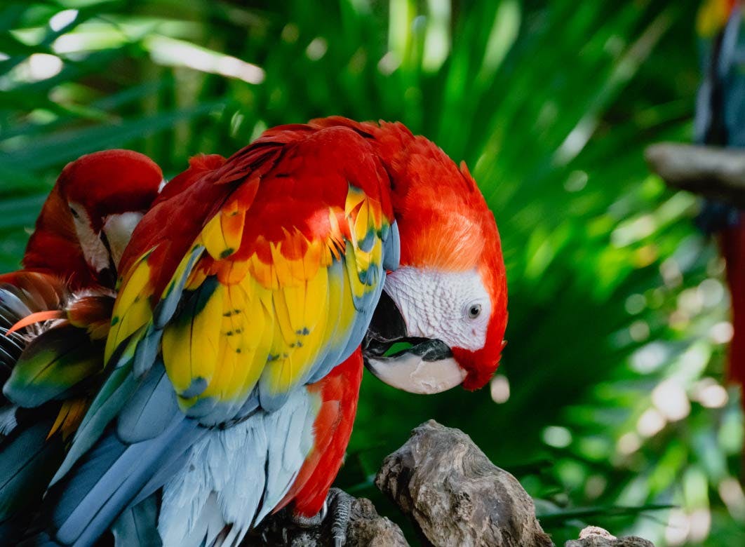 Red-colored-bird-in-the-jungle-of-cancun